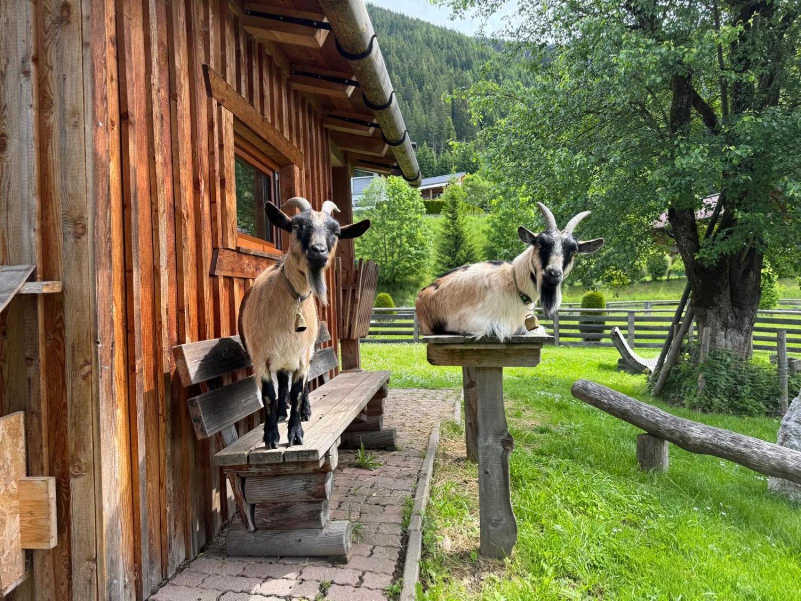 Appartements Zahnleiten Untertauern Esterno foto
